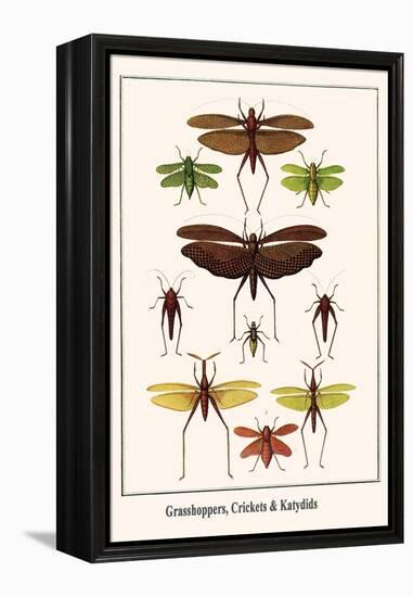 Grasshoppers, Crickets and Katydids-Albertus Seba-Framed Stretched Canvas