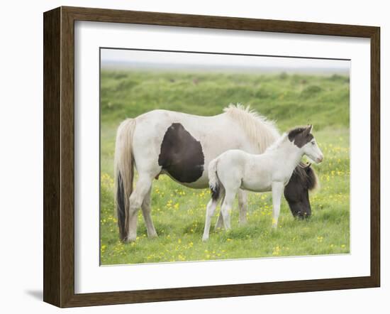 Grassland Horses I-PHBurchett-Framed Photographic Print