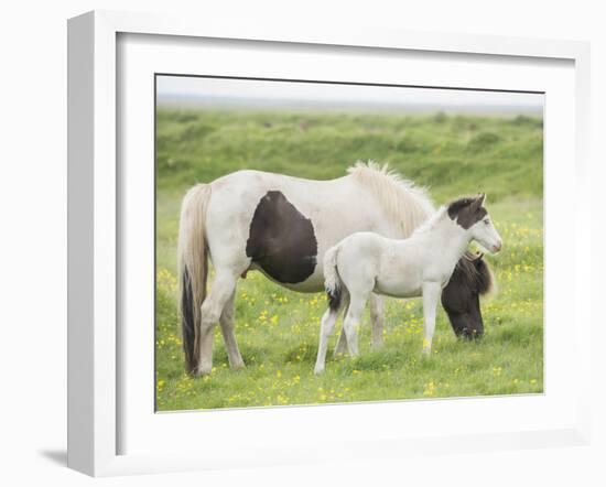 Grassland Horses I-PHBurchett-Framed Photographic Print
