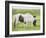 Grassland Horses I-PHBurchett-Framed Photographic Print