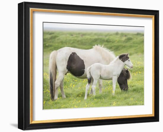 Grassland Horses I-PHBurchett-Framed Photographic Print