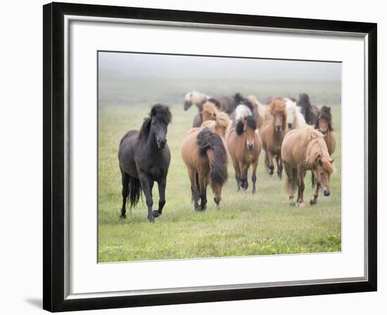 Grassland Horses II-PHBurchett-Framed Photographic Print