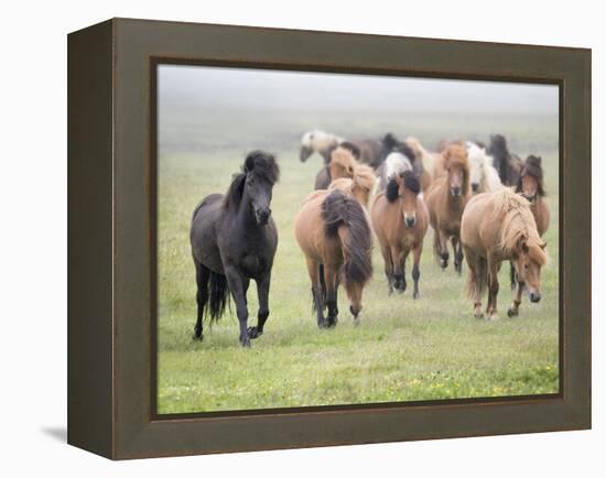 Grassland Horses II-PHBurchett-Framed Premier Image Canvas