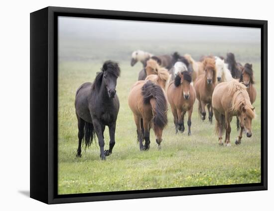 Grassland Horses II-PHBurchett-Framed Premier Image Canvas