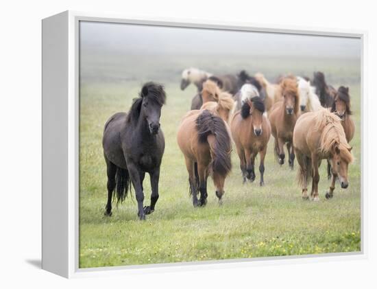 Grassland Horses II-PHBurchett-Framed Premier Image Canvas