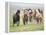 Grassland Horses II-PHBurchett-Framed Premier Image Canvas