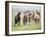 Grassland Horses II-PHBurchett-Framed Photographic Print