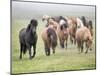 Grassland Horses II-PHBurchett-Mounted Photographic Print