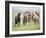Grassland Horses II-PHBurchett-Framed Photographic Print