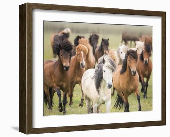 Grassland Horses III-PHBurchett-Framed Photographic Print