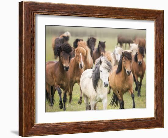 Grassland Horses III-PHBurchett-Framed Photographic Print