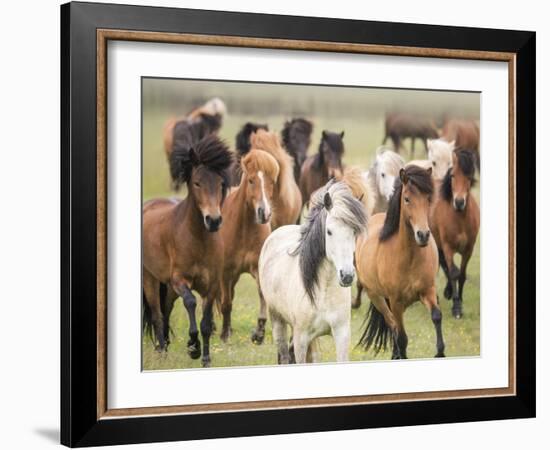 Grassland Horses III-PHBurchett-Framed Photographic Print