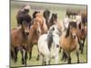 Grassland Horses III-PHBurchett-Mounted Photographic Print