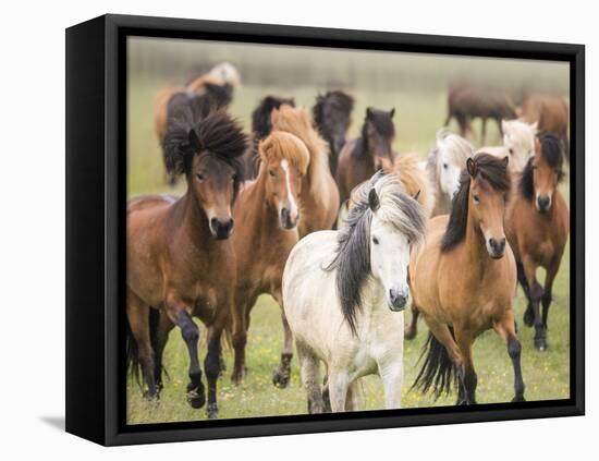 Grassland Horses III-PHBurchett-Framed Premier Image Canvas