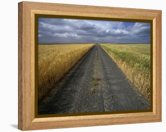 Gravel Road Passing Through Wheat Field-Darrell Gulin-Framed Premier Image Canvas