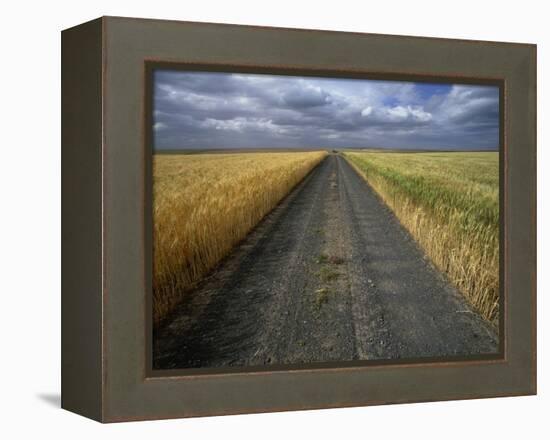 Gravel Road Passing Through Wheat Field-Darrell Gulin-Framed Premier Image Canvas