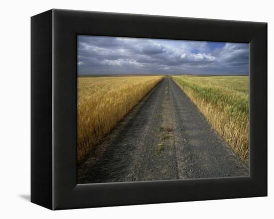 Gravel Road Passing Through Wheat Field-Darrell Gulin-Framed Premier Image Canvas