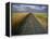 Gravel Road Passing Through Wheat Field-Darrell Gulin-Framed Premier Image Canvas