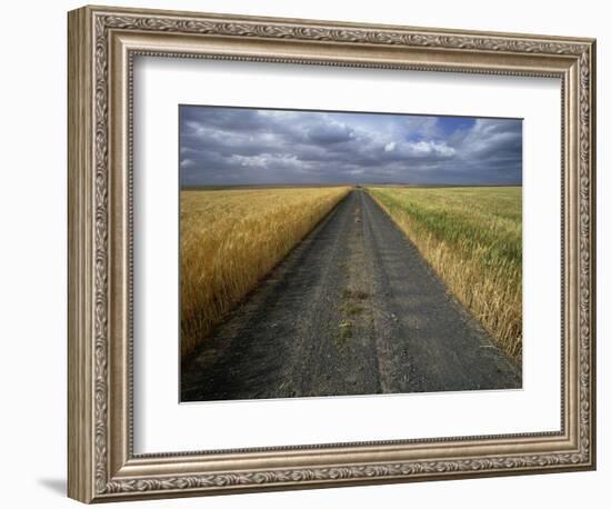 Gravel Road Passing Through Wheat Field-Darrell Gulin-Framed Photographic Print