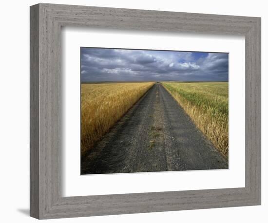 Gravel Road Passing Through Wheat Field-Darrell Gulin-Framed Photographic Print