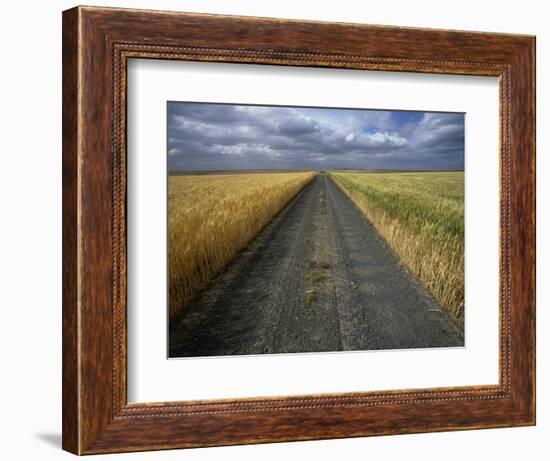 Gravel Road Passing Through Wheat Field-Darrell Gulin-Framed Photographic Print