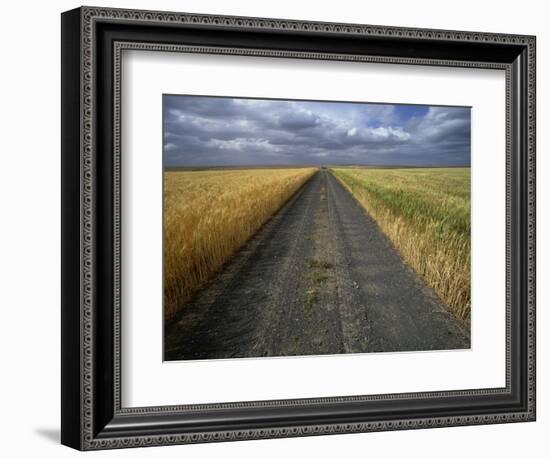 Gravel Road Passing Through Wheat Field-Darrell Gulin-Framed Photographic Print