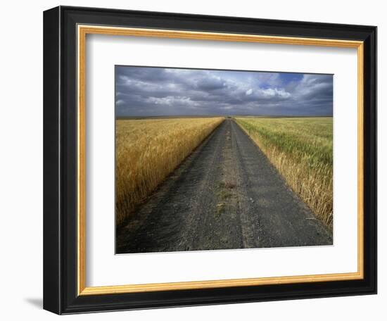 Gravel Road Passing Through Wheat Field-Darrell Gulin-Framed Photographic Print