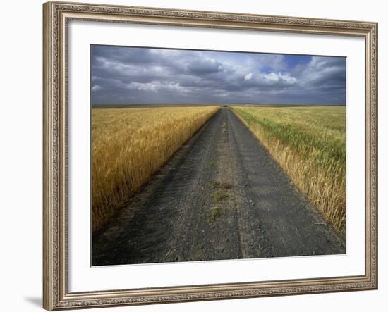 Gravel Road Passing Through Wheat Field-Darrell Gulin-Framed Photographic Print