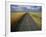 Gravel Road Passing Through Wheat Field-Darrell Gulin-Framed Photographic Print