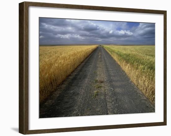 Gravel Road Passing Through Wheat Field-Darrell Gulin-Framed Photographic Print