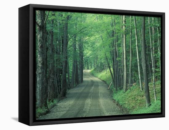 Gravel Road Through Maple Grove, Green Mountains, Vermont, USA-Darrell Gulin-Framed Premier Image Canvas