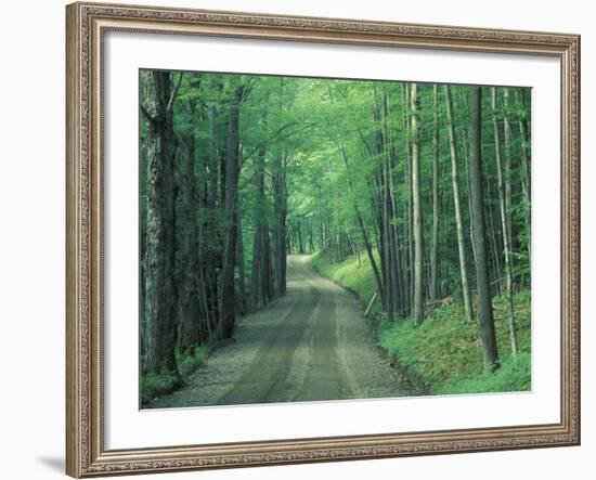 Gravel Road Through Maple Grove, Green Mountains, Vermont, USA-Darrell Gulin-Framed Photographic Print