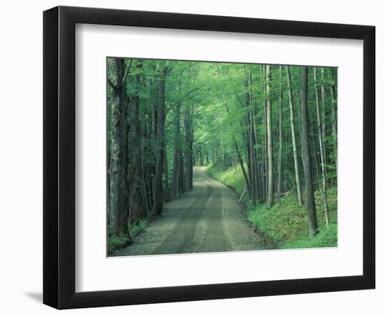 Gravel Road Through Maple Grove, Green Mountains, Vermont, USA-Darrell Gulin-Framed Photographic Print