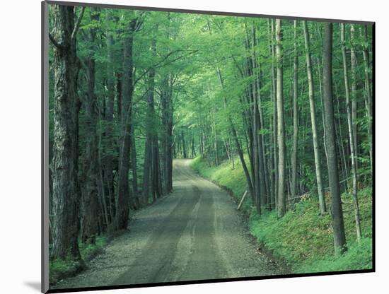 Gravel Road Through Maple Grove, Green Mountains, Vermont, USA-Darrell Gulin-Mounted Photographic Print