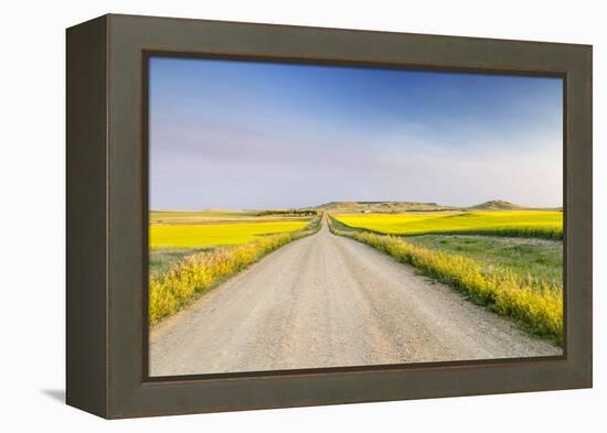Gravel Road to West Rainy Butte, Canola Near New England, North Dakota, USA-Chuck Haney-Framed Premier Image Canvas