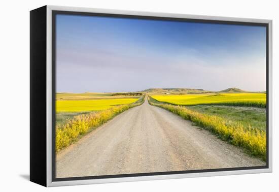 Gravel Road to West Rainy Butte, Canola Near New England, North Dakota, USA-Chuck Haney-Framed Premier Image Canvas