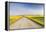 Gravel Road to West Rainy Butte, Canola Near New England, North Dakota, USA-Chuck Haney-Framed Premier Image Canvas