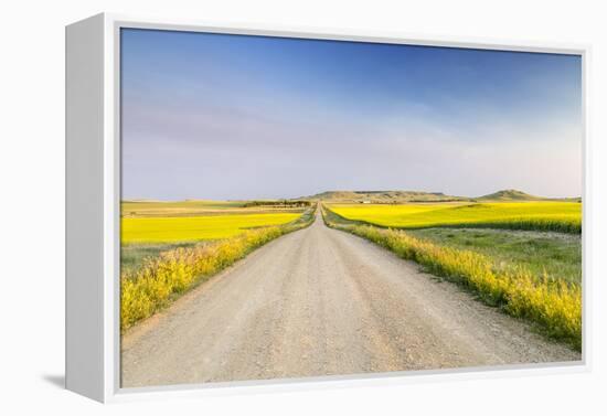 Gravel Road to West Rainy Butte, Canola Near New England, North Dakota, USA-Chuck Haney-Framed Premier Image Canvas