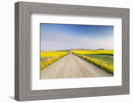 Gravel Road to West Rainy Butte, Canola Near New England, North Dakota, USA-Chuck Haney-Framed Photographic Print