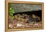 Gravid Timber rattlesnakes basking to bring young to term-John Cancalosi-Framed Premier Image Canvas