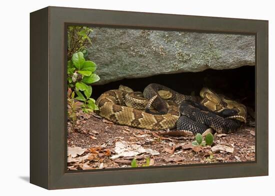 Gravid Timber rattlesnakes basking to bring young to term-John Cancalosi-Framed Premier Image Canvas