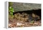 Gravid Timber rattlesnakes basking to bring young to term-John Cancalosi-Framed Premier Image Canvas