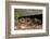 Gravid Timber rattlesnakes basking to bring young to term-John Cancalosi-Framed Photographic Print