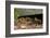 Gravid Timber rattlesnakes basking to bring young to term-John Cancalosi-Framed Photographic Print