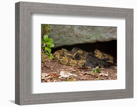 Gravid Timber rattlesnakes basking to bring young to term-John Cancalosi-Framed Photographic Print