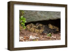 Gravid Timber rattlesnakes basking to bring young to term-John Cancalosi-Framed Photographic Print