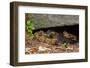 Gravid Timber rattlesnakes basking to bring young to term-John Cancalosi-Framed Photographic Print