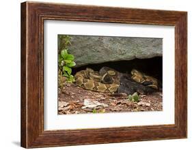 Gravid Timber rattlesnakes basking to bring young to term-John Cancalosi-Framed Photographic Print