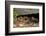 Gravid Timber rattlesnakes basking to bring young to term-John Cancalosi-Framed Photographic Print