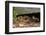 Gravid Timber rattlesnakes basking to bring young to term-John Cancalosi-Framed Photographic Print